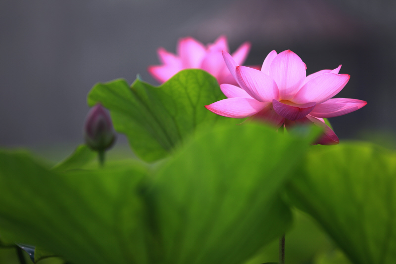 莲花飘香 摄影 枫叶风