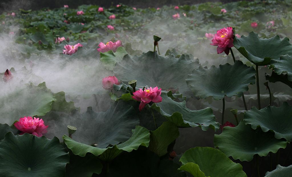 荷花仙子下凡来 摄影 风邪