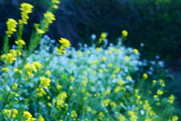 花非花之2 摄影 鹤山龙