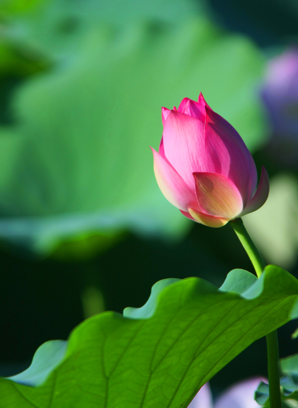 芬芳绚丽 摄影 南海神君