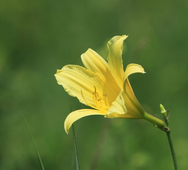 野黄花 摄影 高成宙