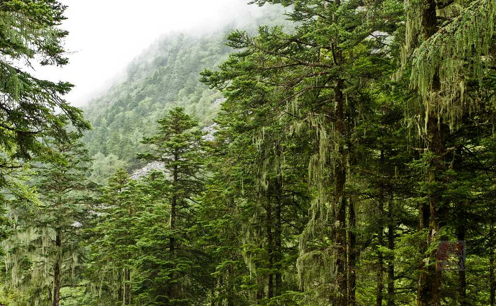 郁郁葱葱 摄影 康巴昆山