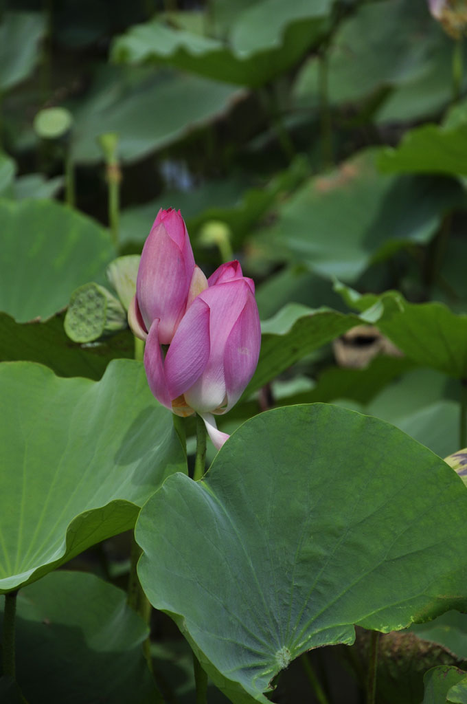 南沙湿地《夏荷》 摄影 觅食BB