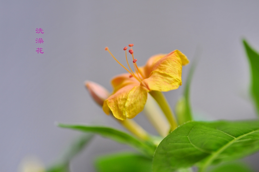 洗澡花 摄影 若木