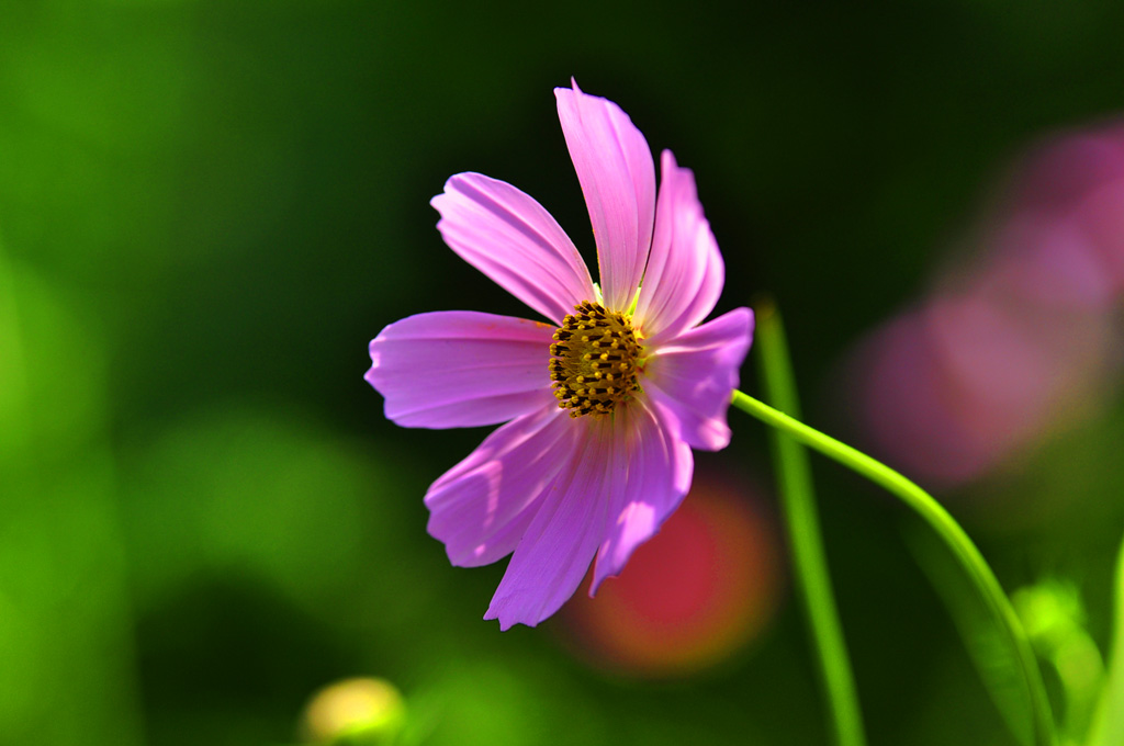 小花 摄影 huoshankou