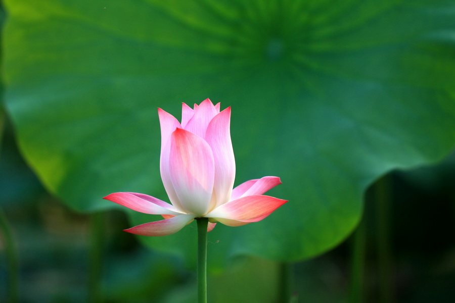 一枝独秀 摄影 河山锦绣