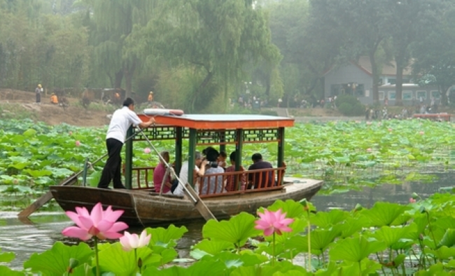 荷塘一景 摄影 十八子歌