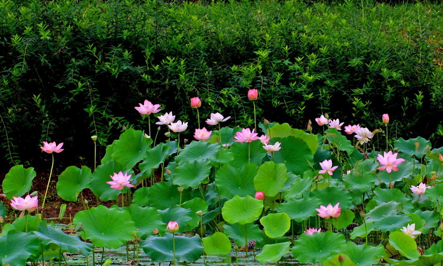 群芳图 摄影 河山锦绣