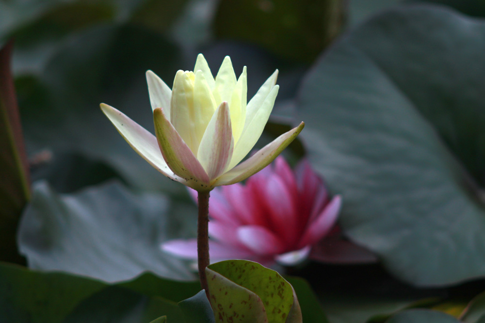 水中花 摄影 旧草帽