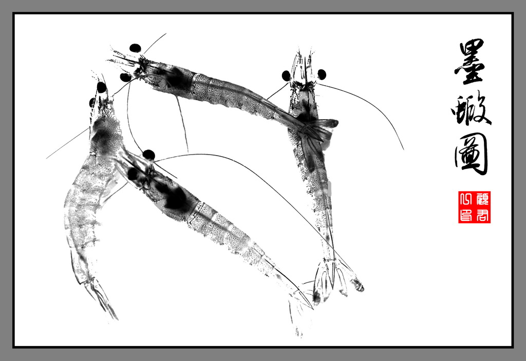 墨虾图2 摄影 gujunyi803
