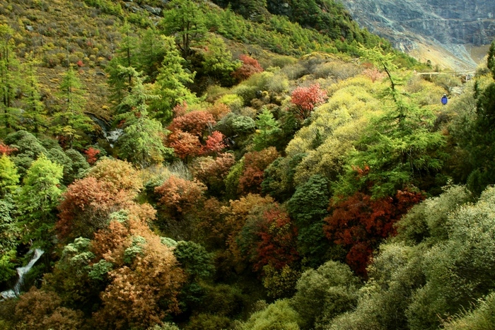 亚丁的植被 摄影 边疆