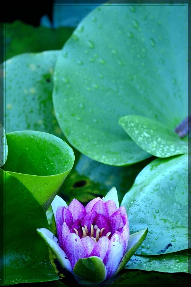 雨后莲花系列1 摄影 爱影者文