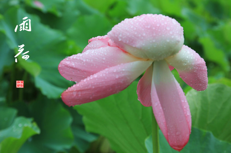 雨荷 摄影 晓江烟雨