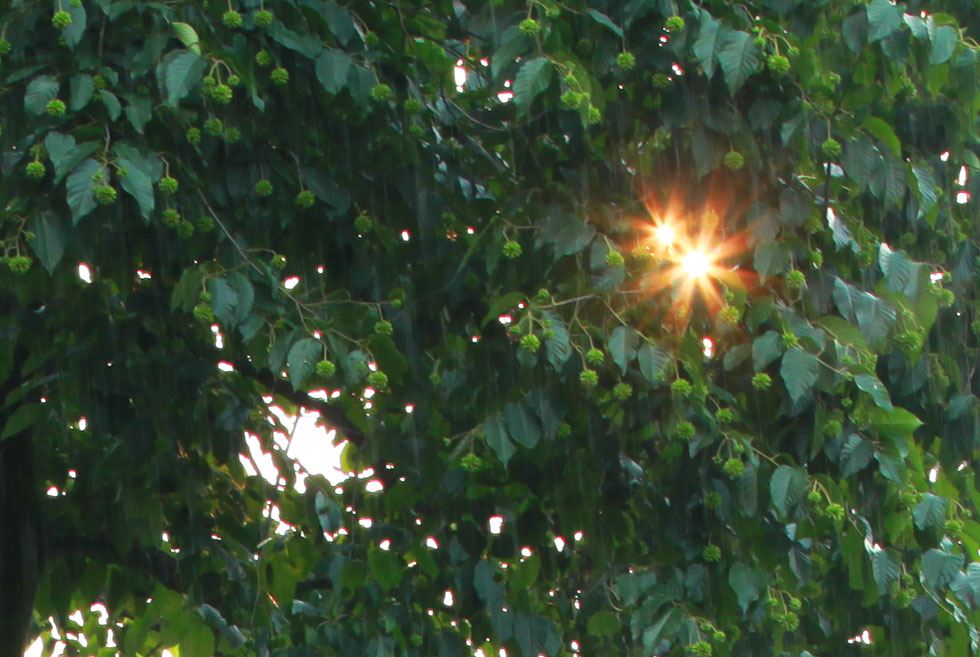 太阳雨 摄影 银狐828