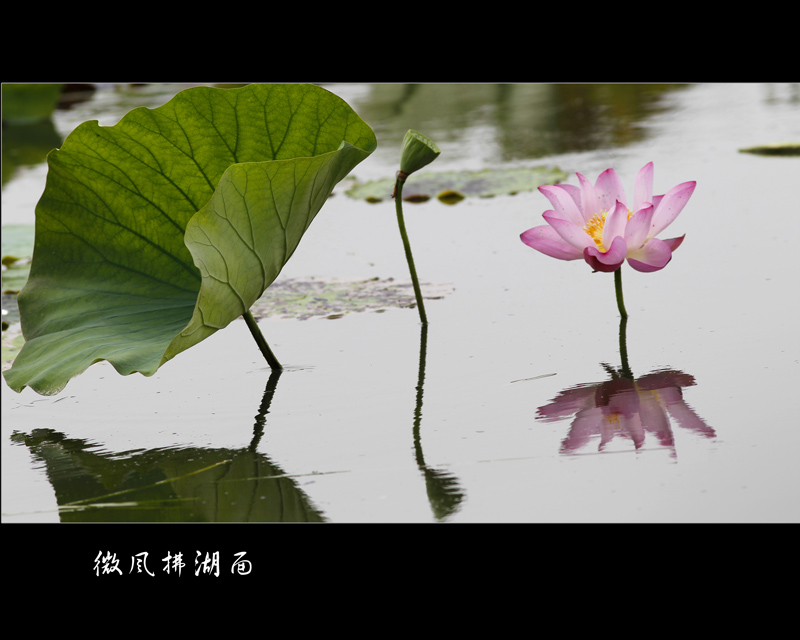 微风拂湖面 摄影 化石