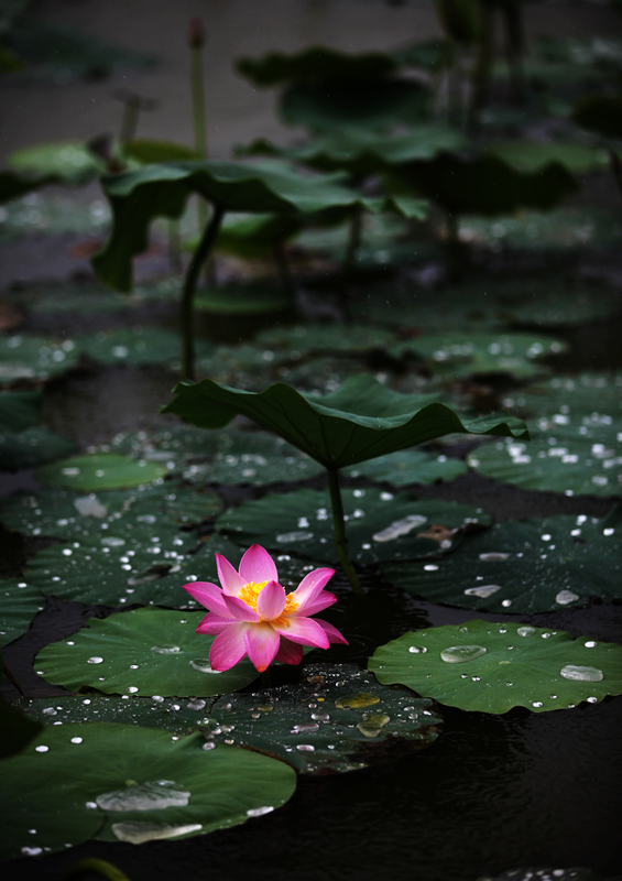 雨荷 摄影 异龙湖歌