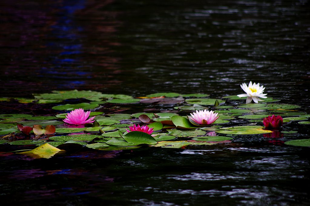 ~莲花~ 摄影 心有芊芊