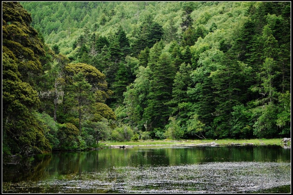 香格里拉--普达措一景 摄影 猫海