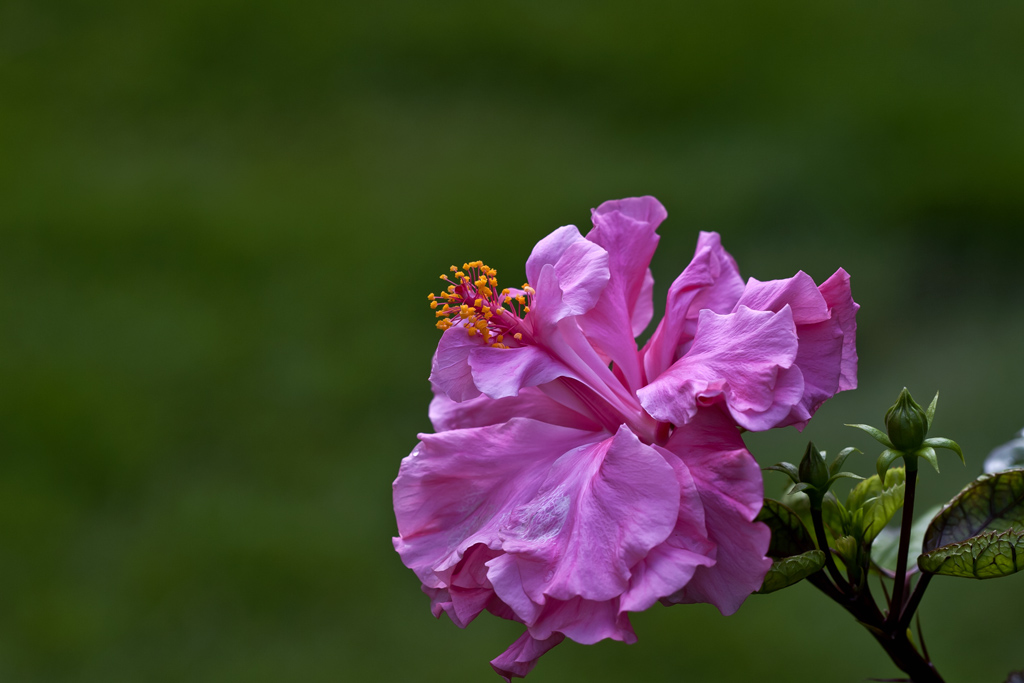 重瓣朱槿花 摄影 gxlaopan