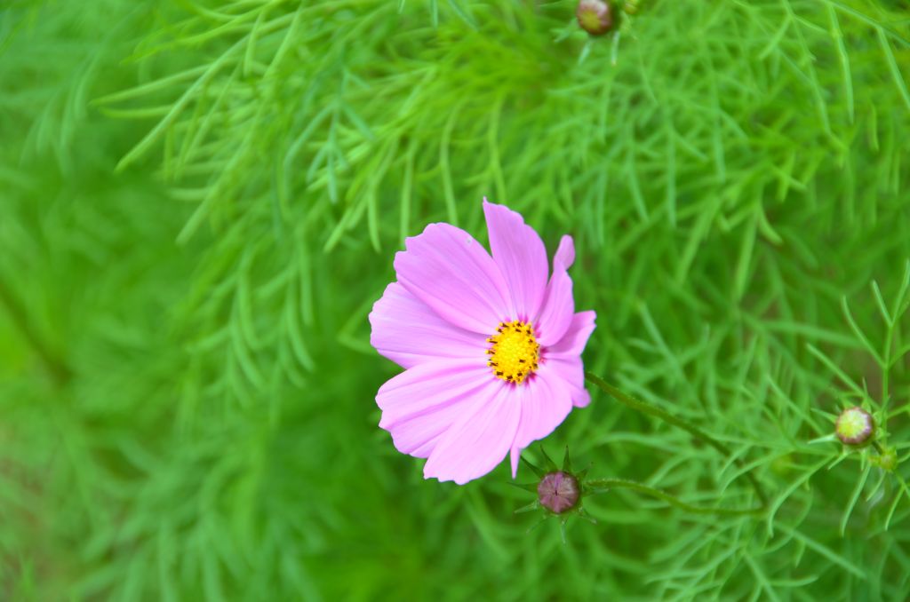 小花一张 摄影 影景者