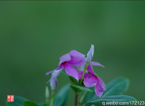 小花 摄影 郑良毕