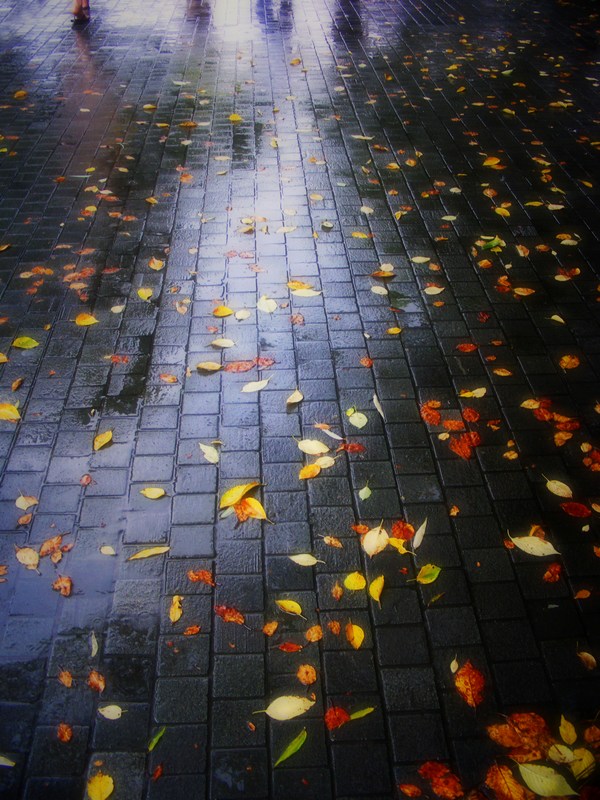 雨日落英 摄影 摇曳探花