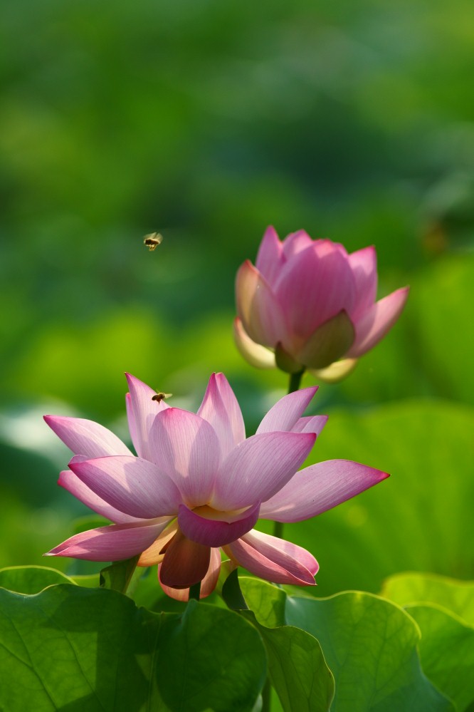 2011荷花6 摄影 大小世界