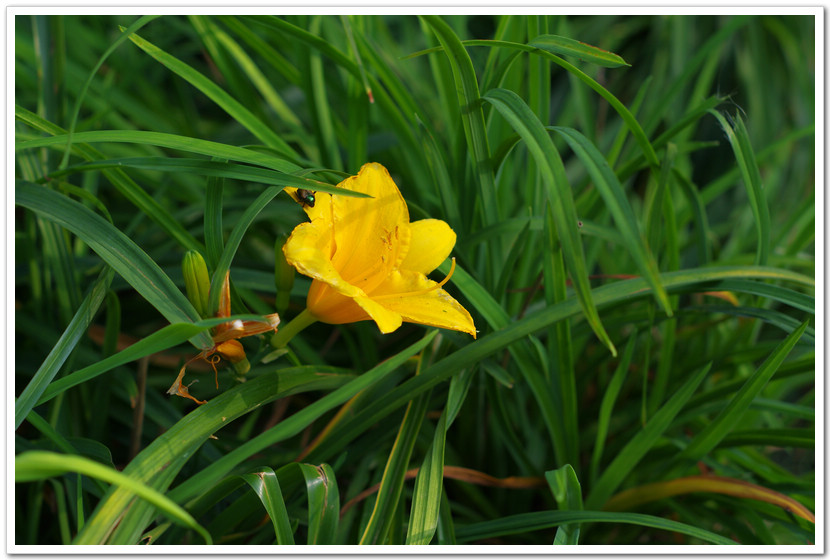 小黄花 摄影 yufake