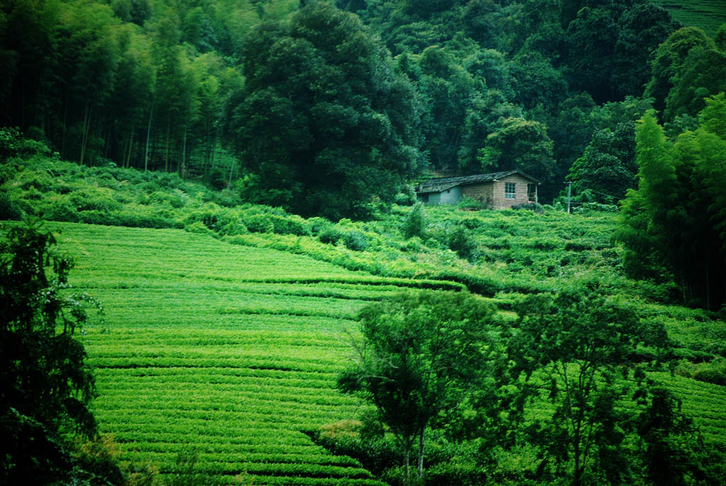 绿色踪野----岩茶田 摄影 快乐的小虎