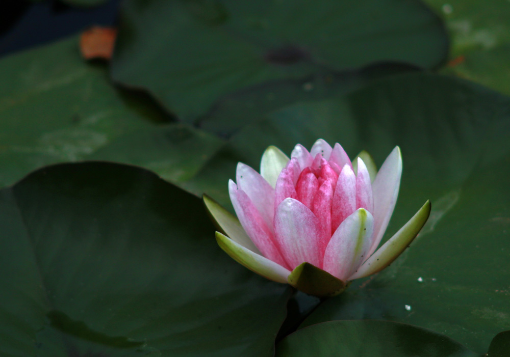 水中花3 摄影 旧草帽