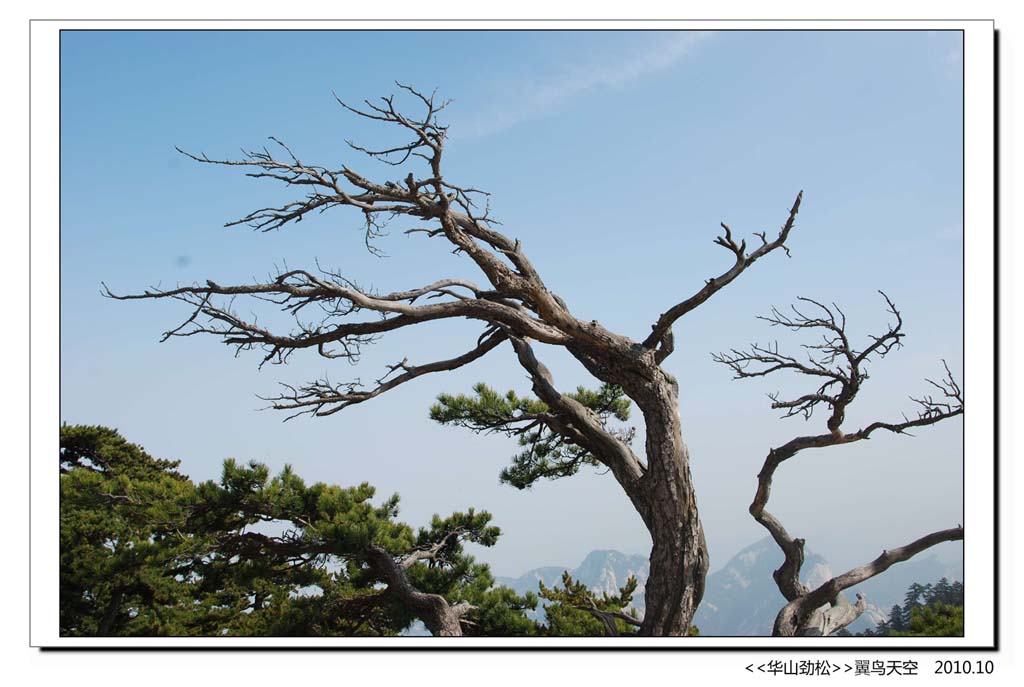 华山劲松 摄影 翼鸟天空