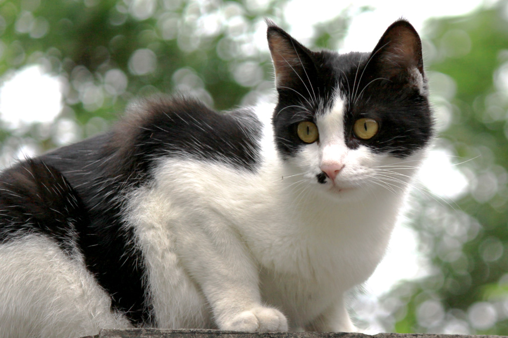 野猫儿1 摄影 綄鎂幸福