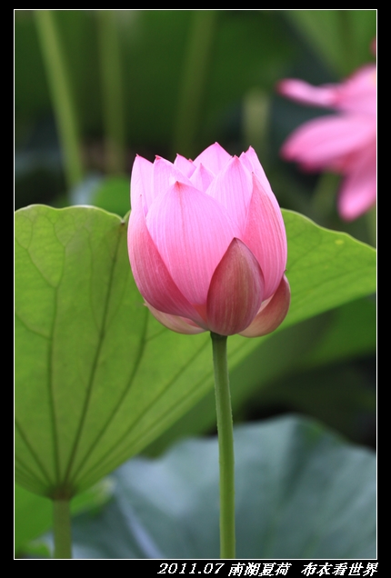 南湖夏荷 摄影 佛村人