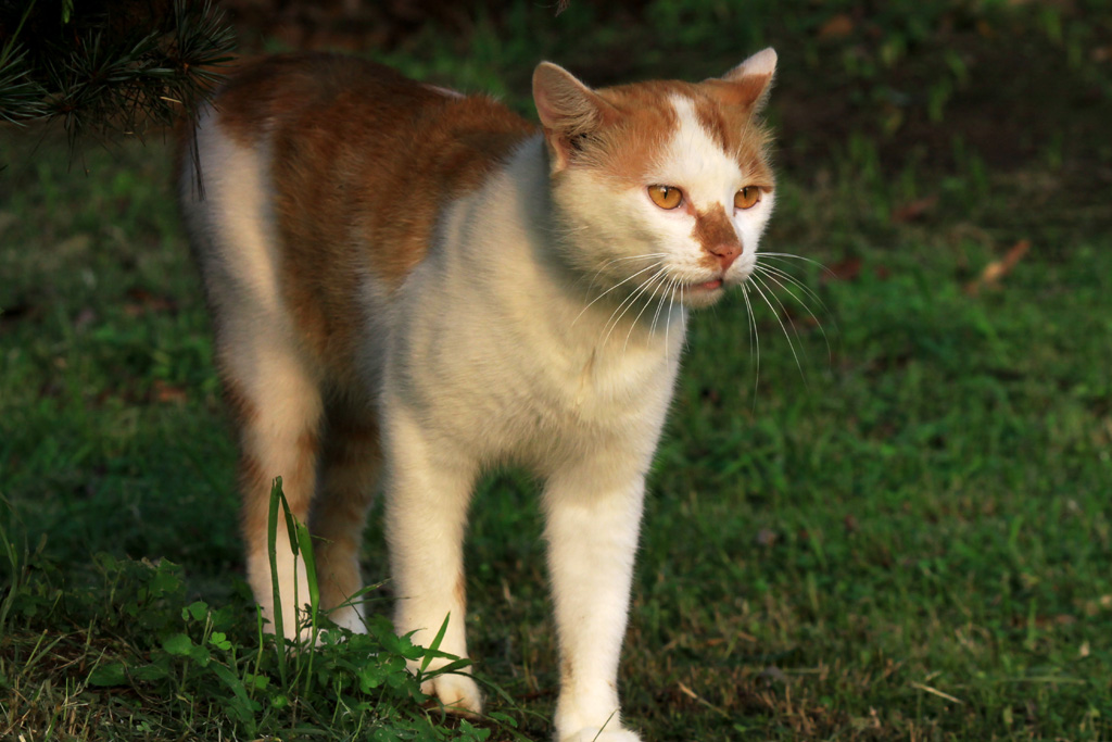 野猫儿2 摄影 綄鎂幸福