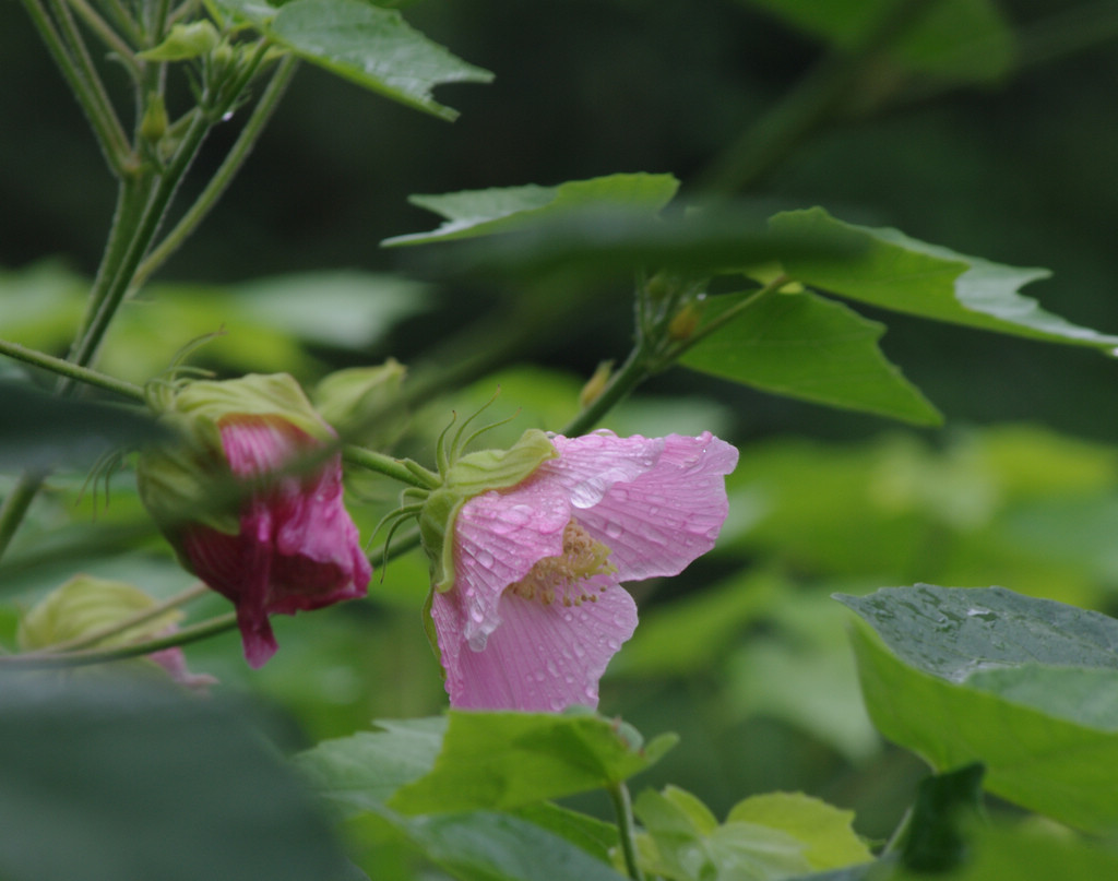 雨天的花草 摄影 天容海色