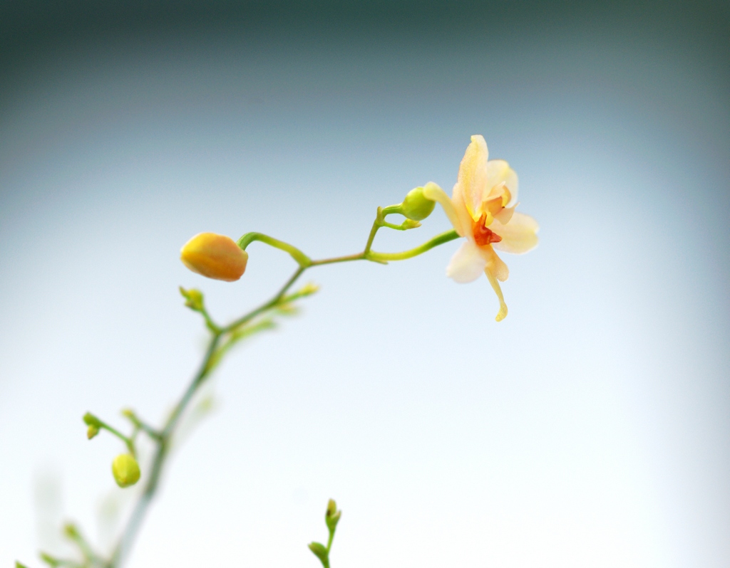 《小花》 摄影 水逝无声