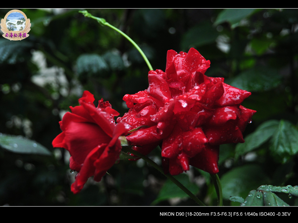 雨后（点击欣赏） 摄影 云海松涛