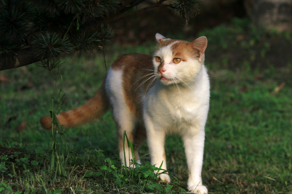 野猫儿6 摄影 綄鎂幸福