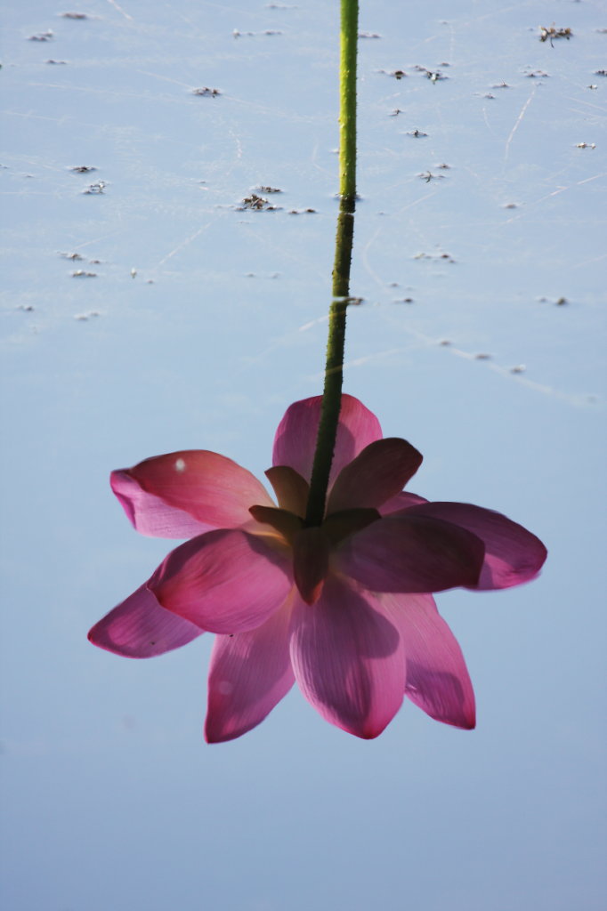 镜中芙蓉 摄影 无限江山