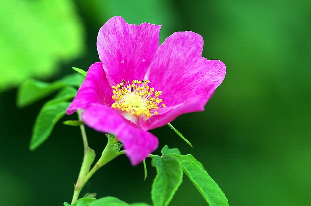 野玫瑰花 摄影 怡仁