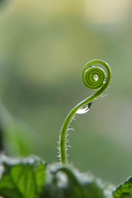 曲 摄影 青青香草