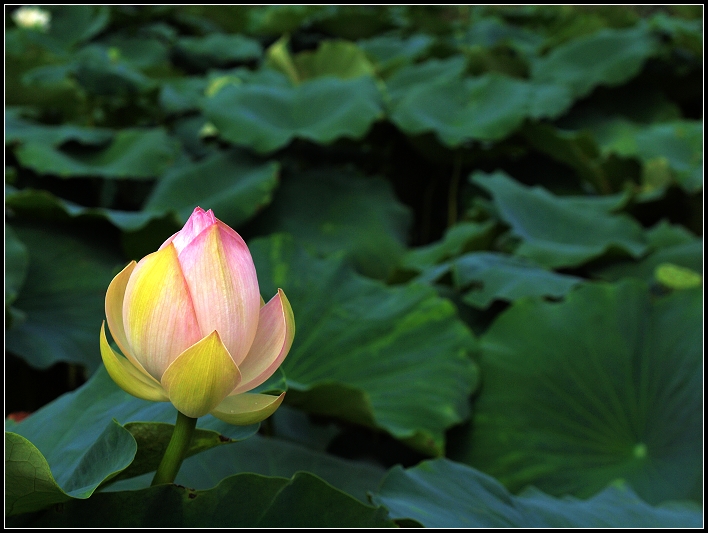 独秀 摄影 龙吟天下