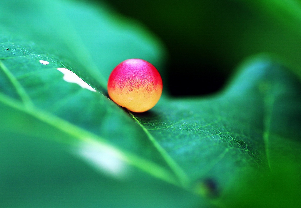 红樱桃（虫卵） 摄影 怡仁