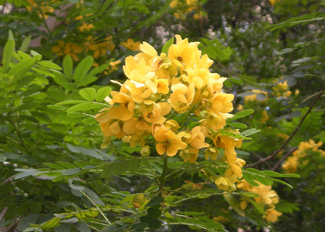 花花 摄影 心原