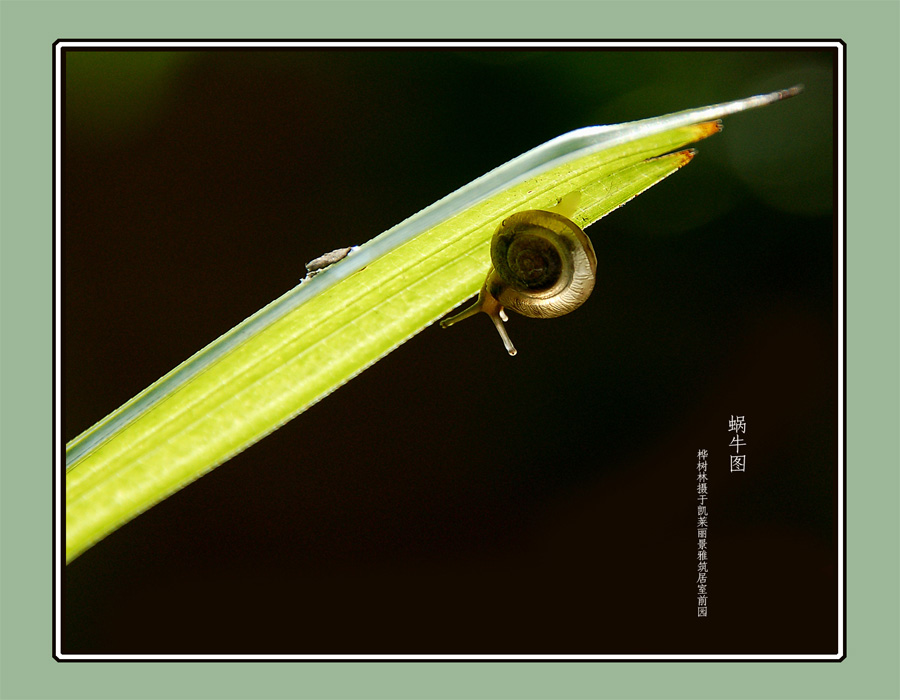 蜗牛图2 摄影 桦树林
