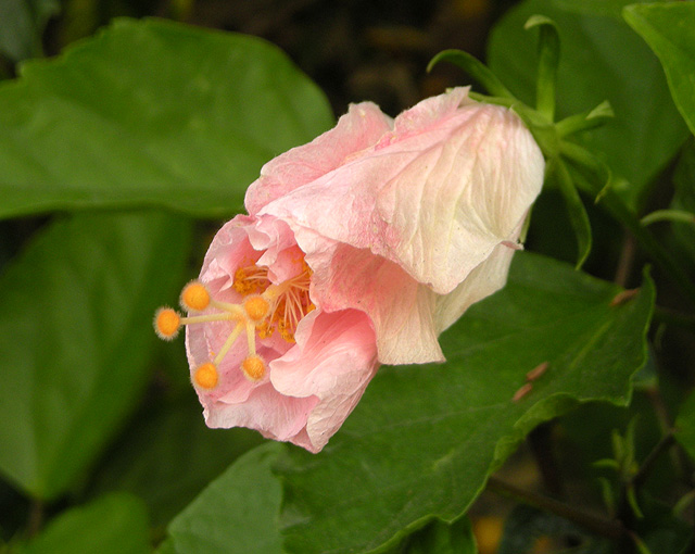 花花 摄影 心原