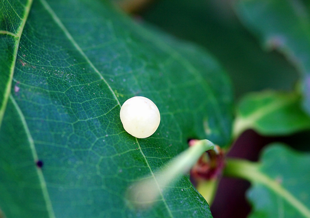 珍珠（虫卵） 摄影 怡仁