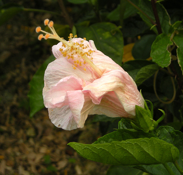 花花 摄影 心原