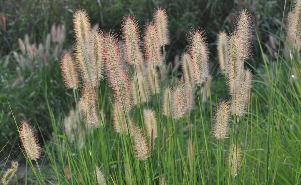 狗尾巴草之花 摄影 夏至秋实