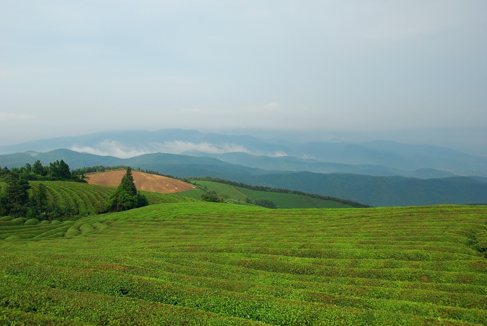 茶山（２） 摄影 一路无为